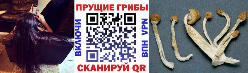 hydra маркетплейс  Фёдоровский  Галлюциногенные грибы Psilocybe 
